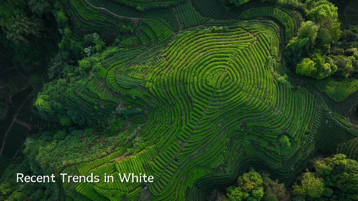 Recent Trends in White