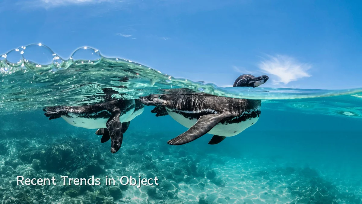 Recent Trends in Object