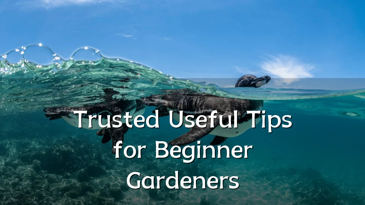 Trusted Useful Tips for Beginner Gardeners